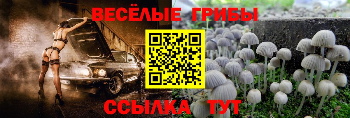 Галлюциногенные грибы GOLDEN TEACHER  Галлюциногенные грибы Psilocybine cubensis  Лабинск  Вход с VPN 